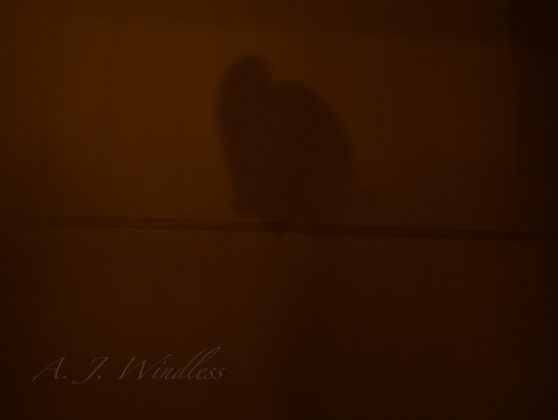 After midnight as I lay in bed a shadow suddenly appears in the middle of my window.