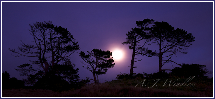 The moon sets behind silhouetted trees