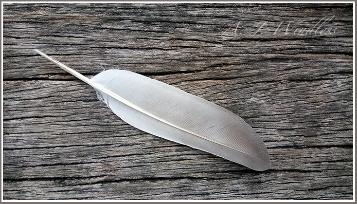 The feather of a red collared dove rests peacefully on the grains of aged wood.