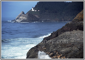 Oregon Lighthouse and Seals