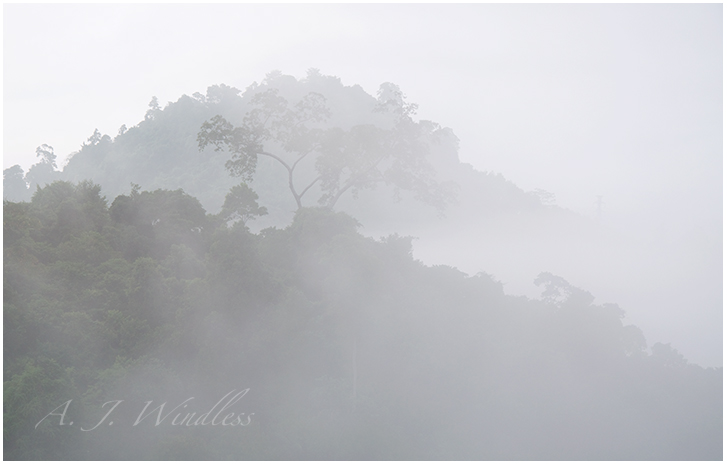 At the top of one of the hills, this tree stands out over the fog.