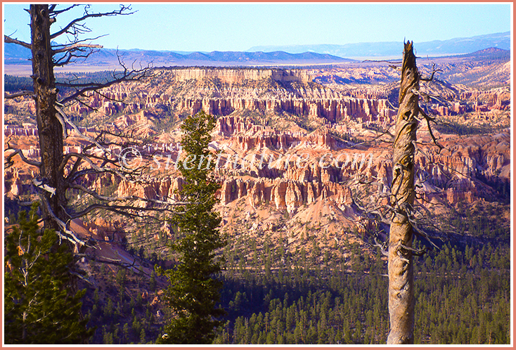 The trunk of a dead tree matches the colors of Bryce Canyon in the background.