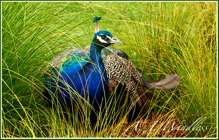 A blue peacock rests peacefully in the wild grasses.