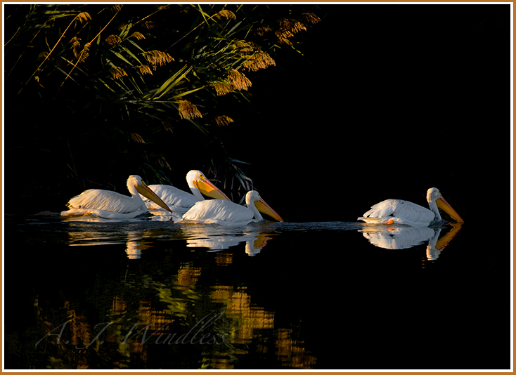 Pelicans pass by the sunlit reeds and seem to be entering the pearly gates.