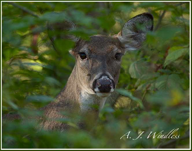 Peekaboo Whitetail