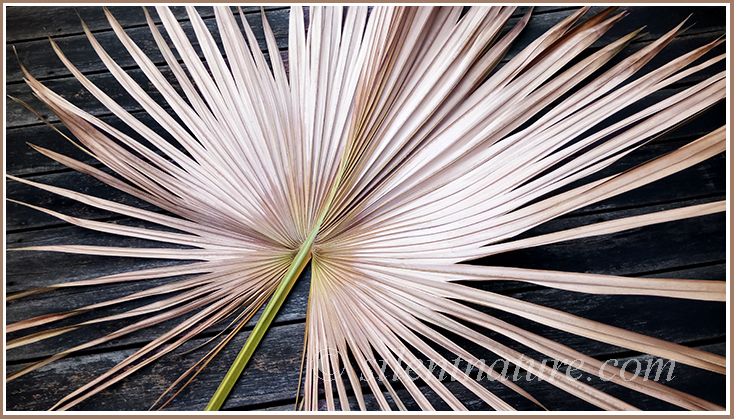 Dramatically fanning leaves of a palm tree as fallen on an aging boardwalk.