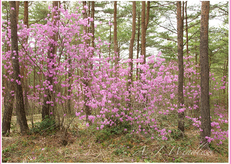 Shrubs enchanted with pink flowers grow throughout this pine forest.
