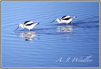 A pair of Avocets wade through shallow blue water as they scoop up bits to eat. This is the thumbnail that leads to my poetry page. This website has my poetry, true stories, songwriting, and photography.