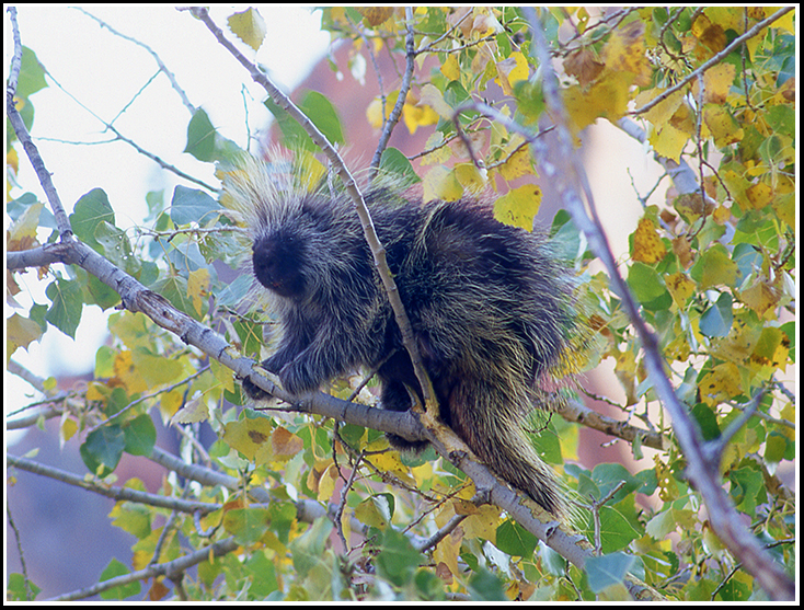 Porcupine