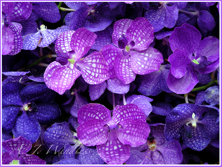 A close-up of the beautiful blossoms of purple orchids.