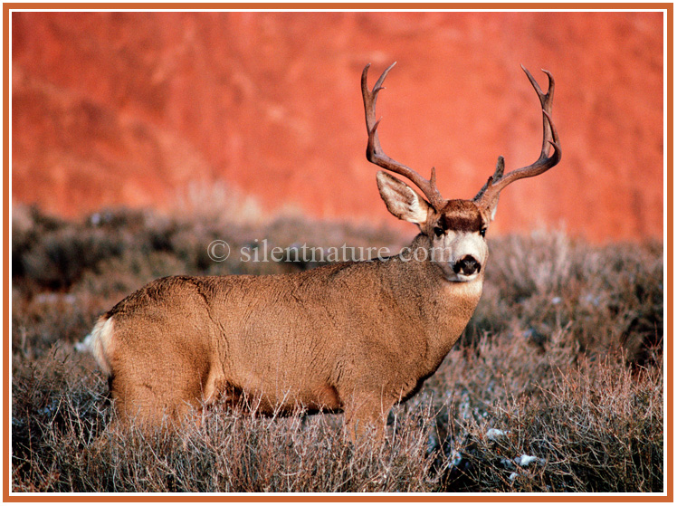 Red Rock Buck