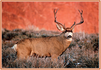 Red Rock Buck