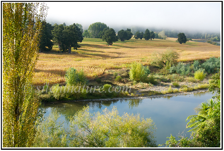 Rows of New Zealand corn growing along the river bank.