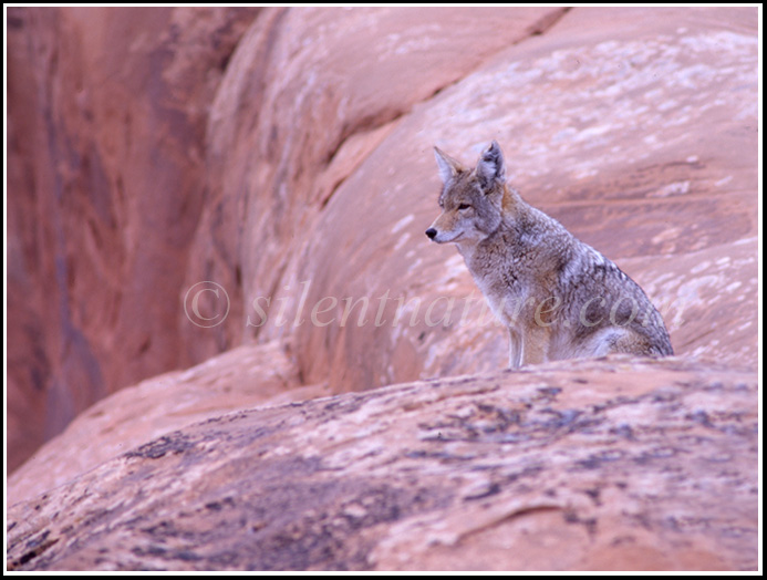 Road Runner Overlook