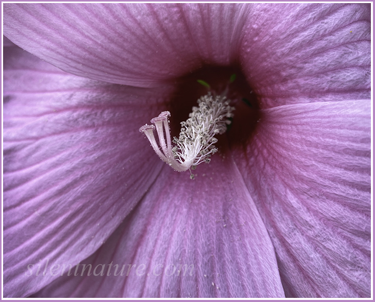 Stunning close-up of a Rose of Sharon.