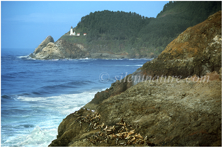 lighthouse and seals