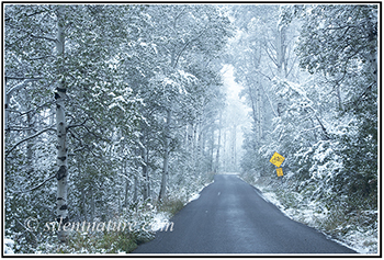 This is the thumbnail for my Utah Snow gallery. It is a photo of a road cutting through tall snow laden aspen trees that are still covered with green leaves.