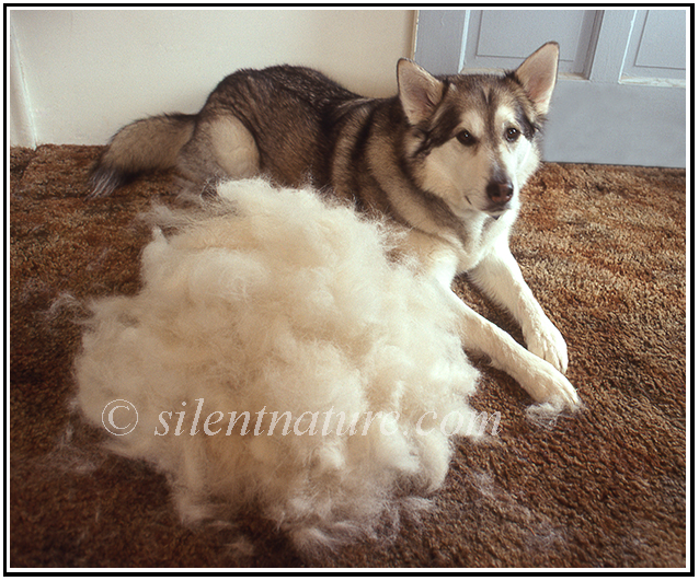 Shedding Hair