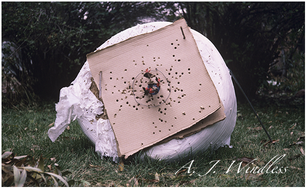 A group of four arrows shot by photographer A. J. Windless