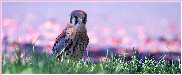 A beautiful sparrow hawk with the pink blossoms of a plum tree covering the ground behind him.