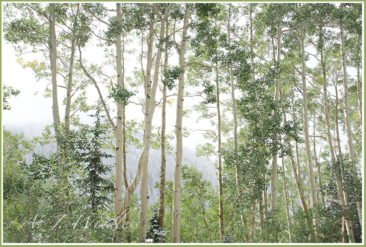 These aspen trunks stand tall against the backdrop of the opposite mountain and the low clouds.