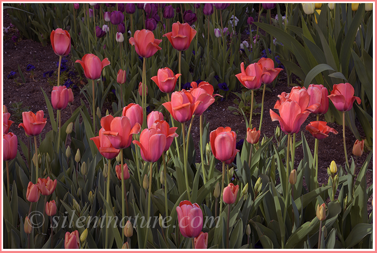 These flowers at Temple Square on Easter Sunday are illuminated in such a way as to appear they are standing in a heavenly light.