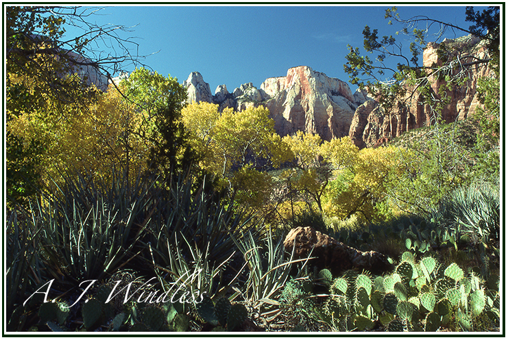 Sunlight Cactus and Fall Colors