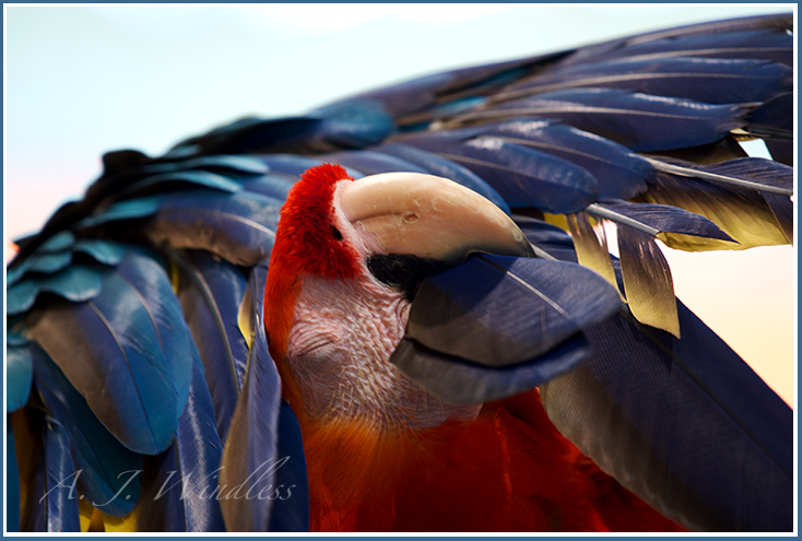 A parrot dsiplays a colorful array of feathers while he tries to clean them.