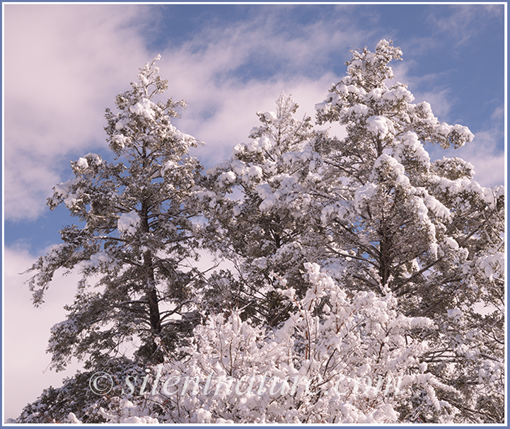 Three pine trees frocked with freshly fallen snow stand against a blue sky and drifting clouds of the parting storm.