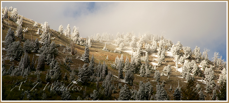 I looked up and caught my breath as a ray of sunshine broke through the storm exposing the trees frocked with fresh snow.