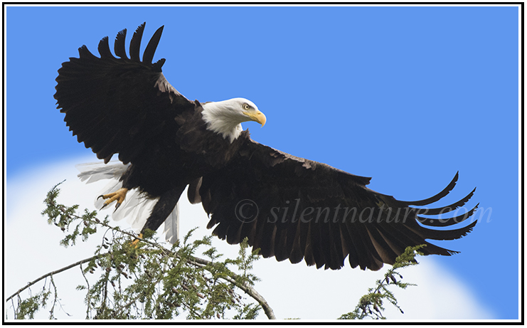 Spread winged bald eagle.