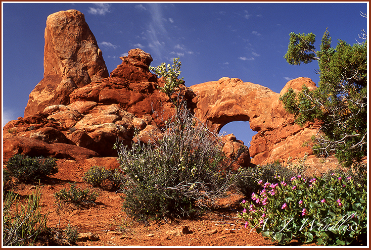 Turrent Arch in beautiful textured rock fronted with with beautiful spring blossoms and the artist wisp of a few clouds.