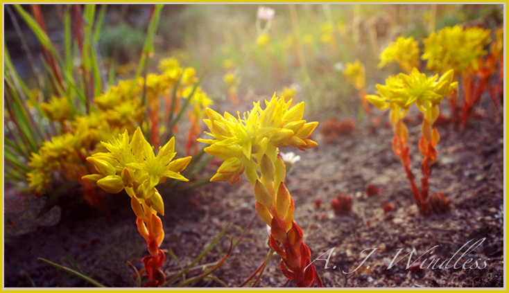 A close up of tiny yellow flowers that look gigantic with the marco lens.