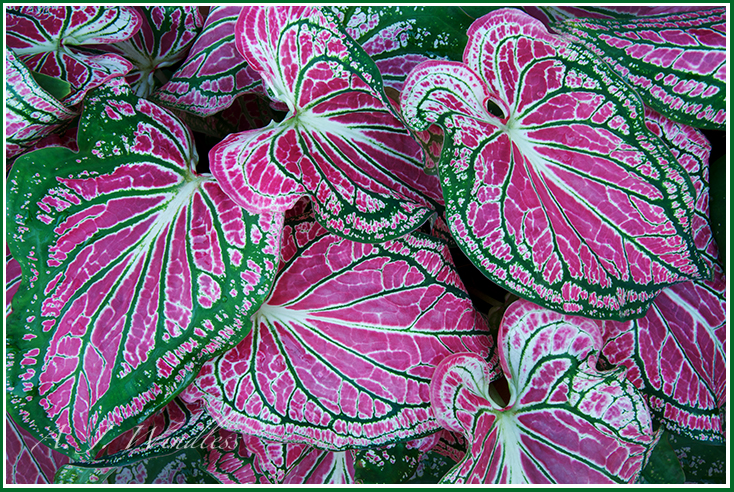 These plant leaves look like green trees upside down in a violet sky.