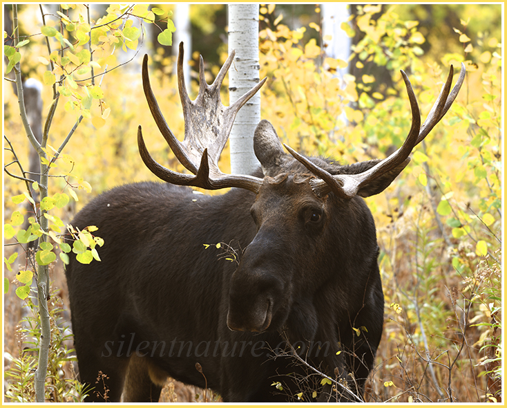 Amid beautiful autumn yellows, a bull moose looks innocently on with a branch caressed underneath his chin.