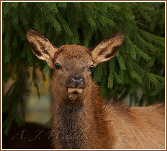 A beautiful cow elk stands in front of what would make a great Christmas tree.