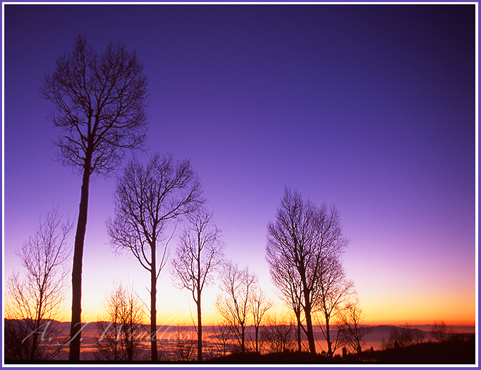 A sunset view of The Great Salt Lake and Antelope through the bare aspens at a time when she still had water.