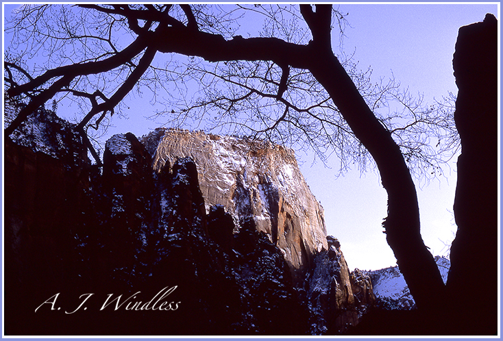 With snow clinging to the walls of the Great White Throne, a cottonwood tree seems to mold its trunk and branches around the peak.
