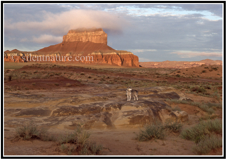 A Cloud Cuddles the Top of Wild Horse Butte