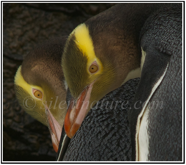 Yellow Eyed Penguin Pair